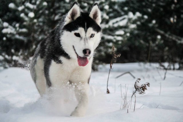 maya in the snow