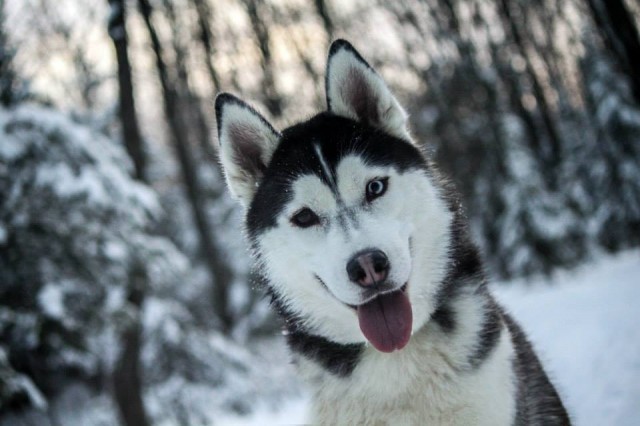 maya face in snow