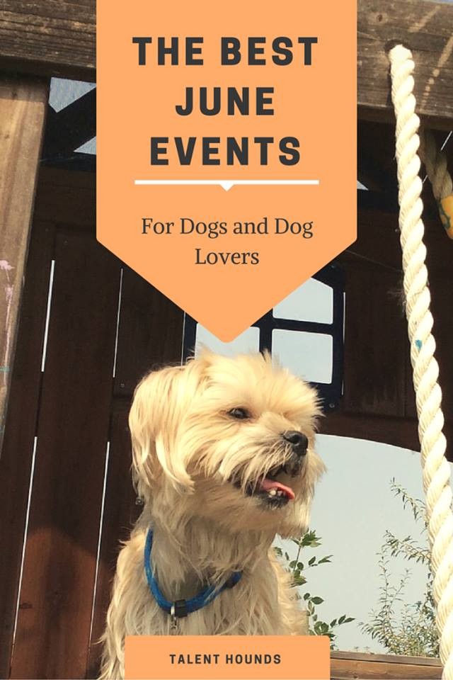 The Best June Event for Dogs and Dog Lovers