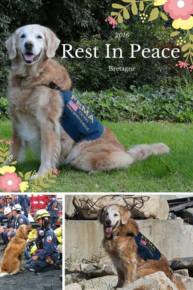 R.I.P. Bretagne, Our Tribute to the Last 9/11 Rescue Dog