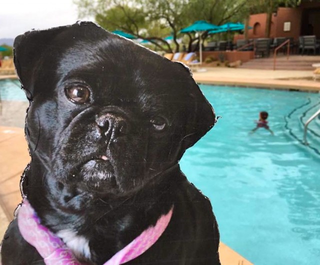 Kilo the Pug cutout by the pool for the BlogPaws 2016 Conference in Arizona