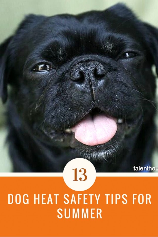 13 heat safety tips for dogs showing Kilo the Pug