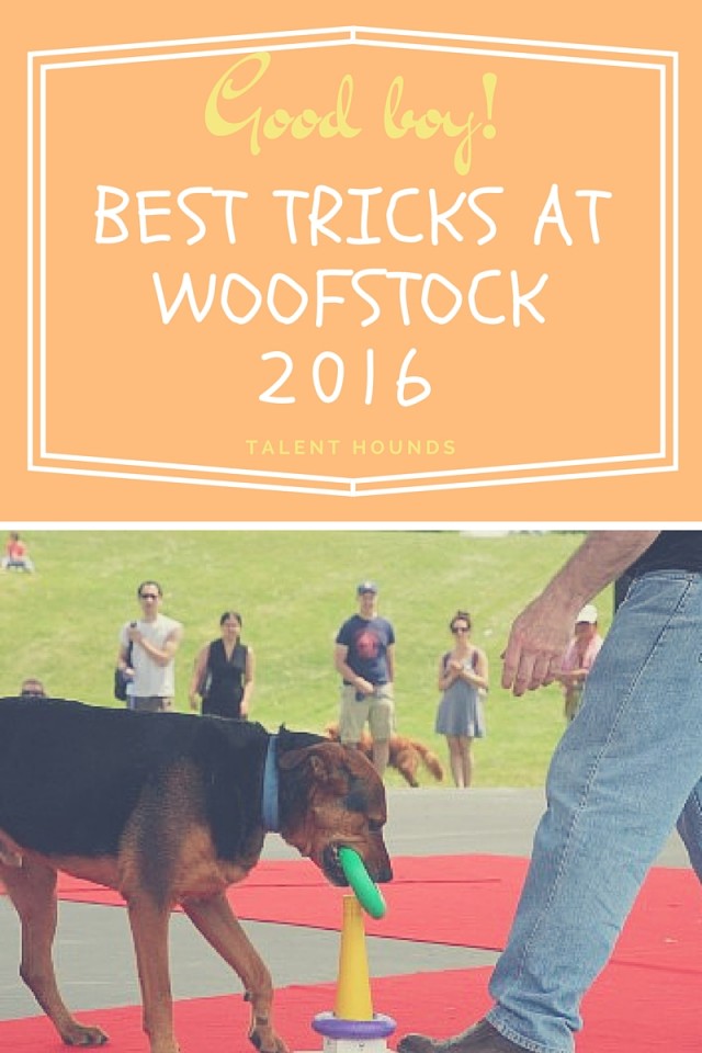 Best Dog Tricks at Woofstock 2016