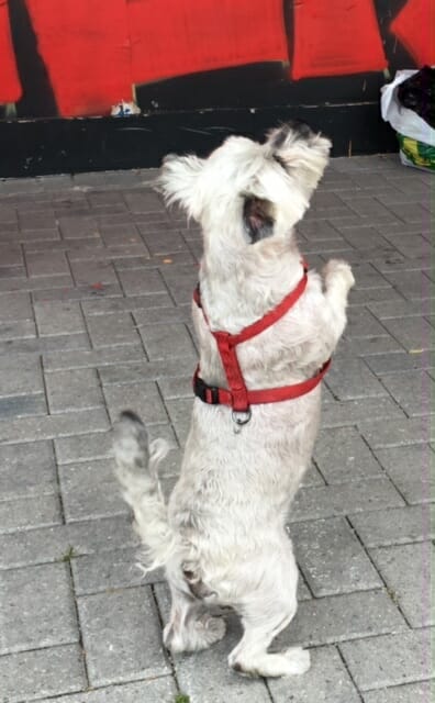 Cute dancing dog won Marcy's show