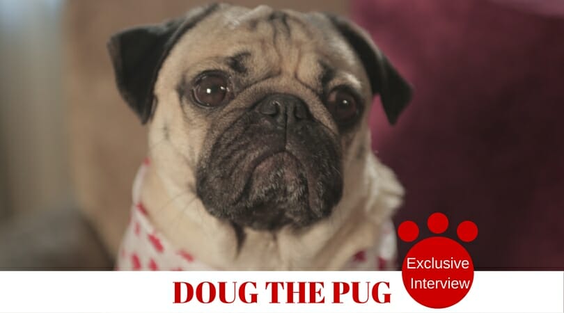 Photo ofDoug the Pug