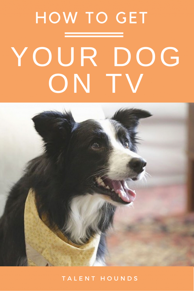 Find out how to get your dog on TV. However be warned, it is not all glamour it is hard work.
