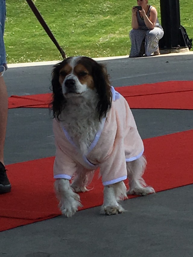 Pup in robe