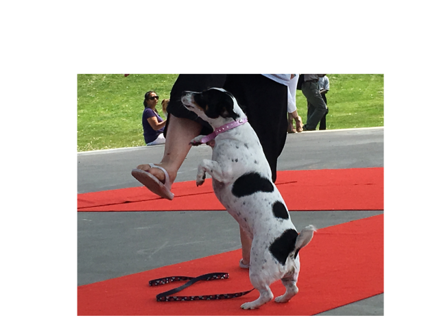 Jumping pup