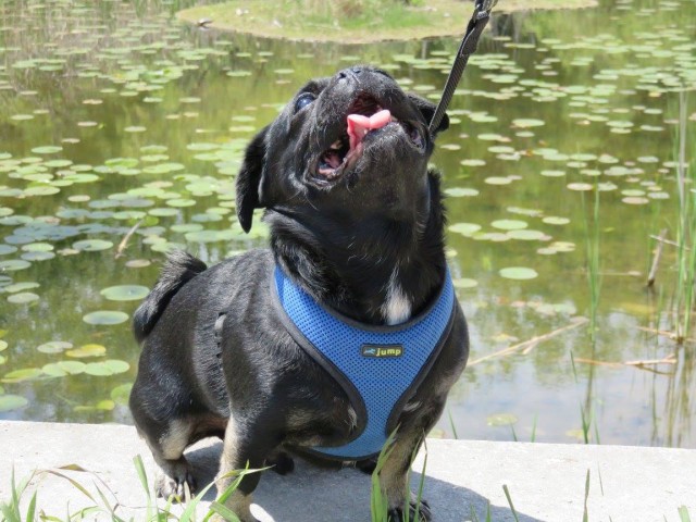 Kilo the Pug in sun by pond