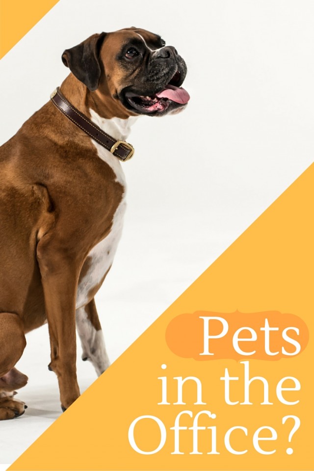 Dogs In the Office?