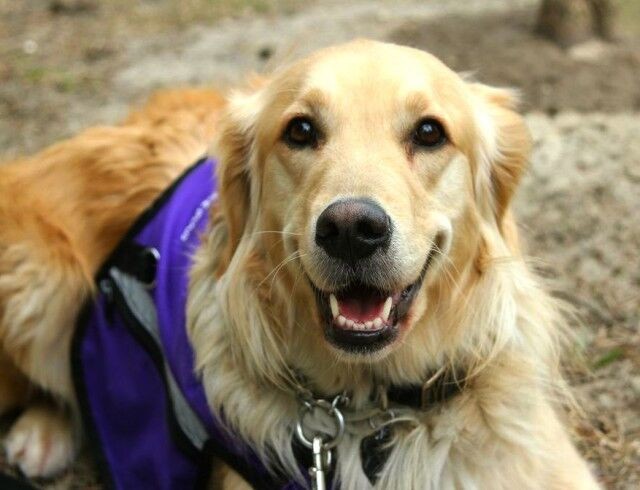 PTSD Service Dog Flicka the Golden Retriever Makes a Difference
