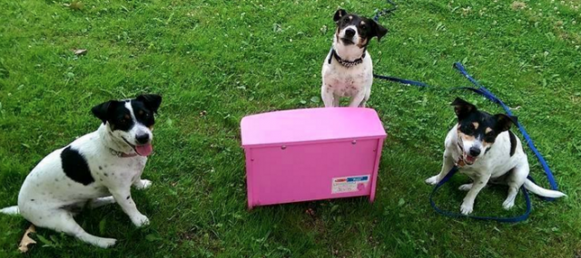 Shivers, Sweetie and Lulu with Pink Piano