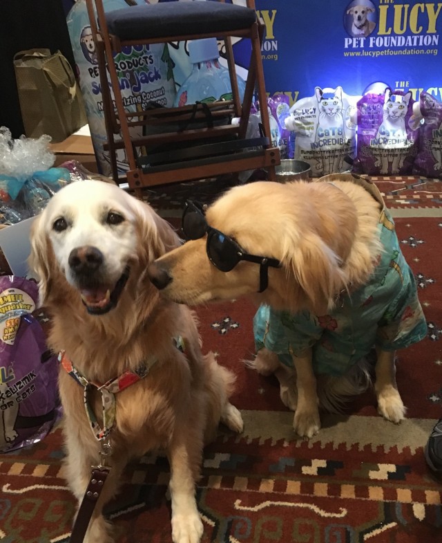 Sugar the Golden Retriever and Surfin' Jack