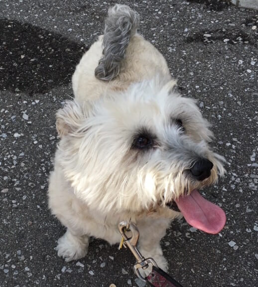 Sun out tongue out Pup at Marcy's