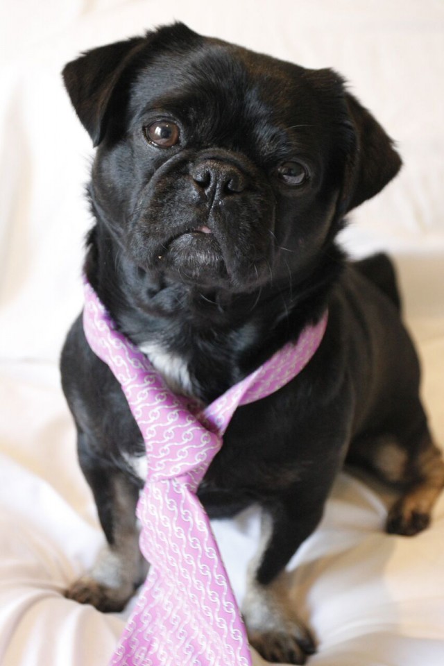  Kilo the Pug ready for work in his pink tie