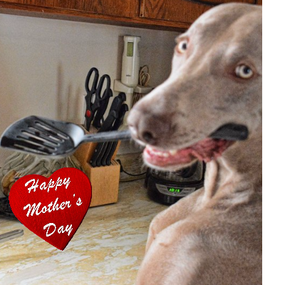 Happy Mothers Day Pet Card of Dog Cooking
