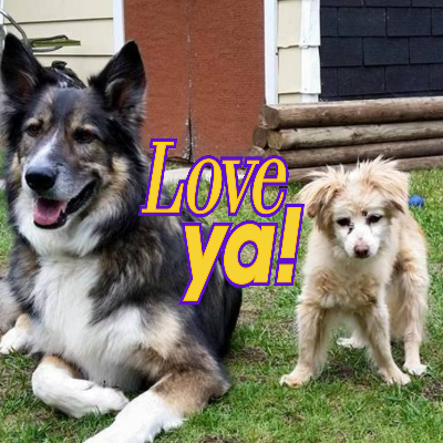 Two Dogs Say I Love You For Pet Card