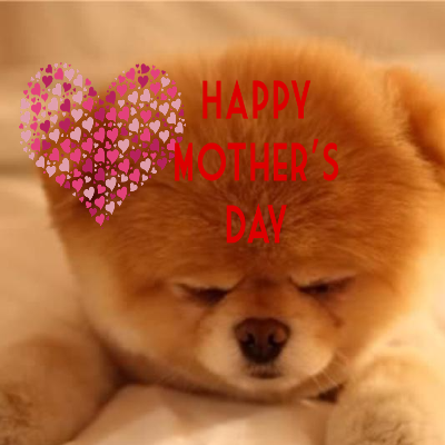 Sleeping Fluffy Puppy Wishes Happy Mothers Day On Pet Card