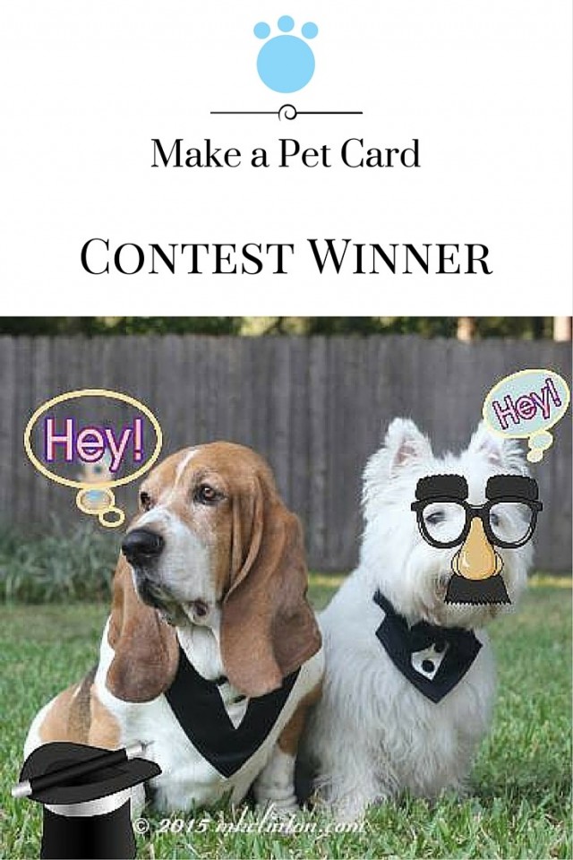 Make A Pet Card Contest Winner