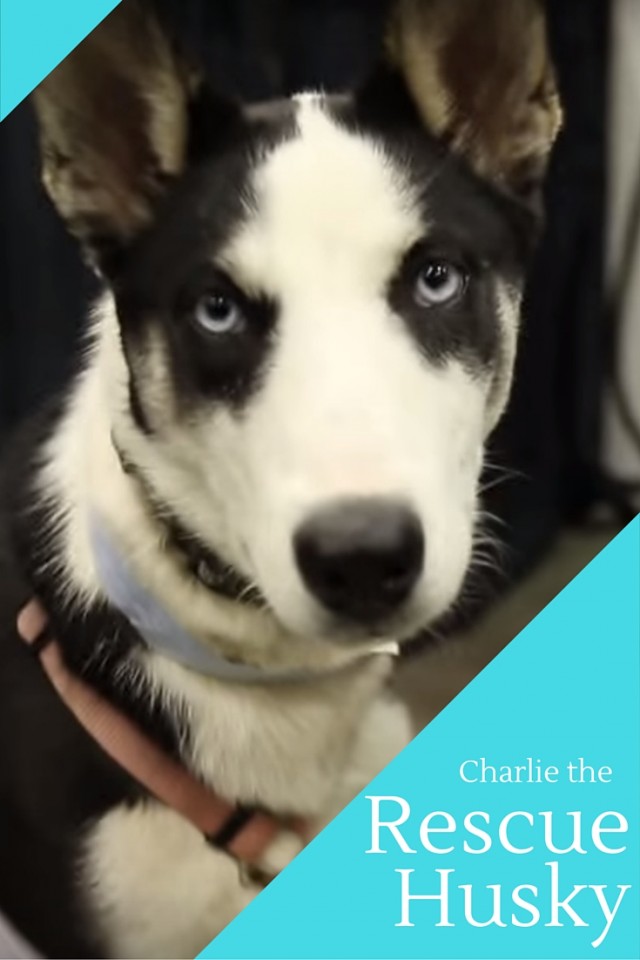 Charlie the rescue husky