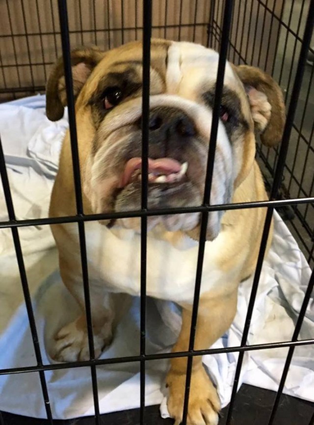 Bulldog in Crate at Mega Pet Adoption Event