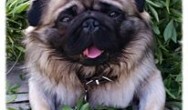 Karlo King of Pug laying in green leaves