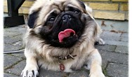 Karlo King of Pug laying down