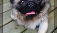 Karlo King of Pug laying down on the deck