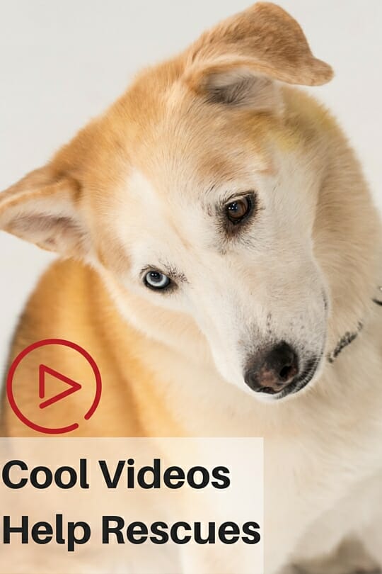 These cool award-nominated Videos help Rescue Dogs and Promote adopting #rescuesrock