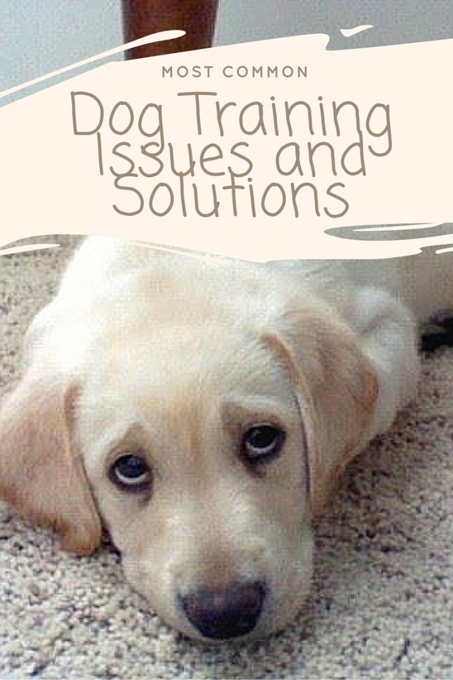 Common Dog Training Issues and Solutions