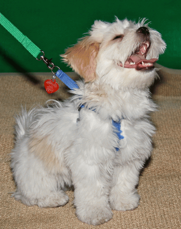 Happy Puppy on leash at Talent Hounds auditions