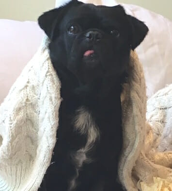 Kilo the Pug in a Blanket