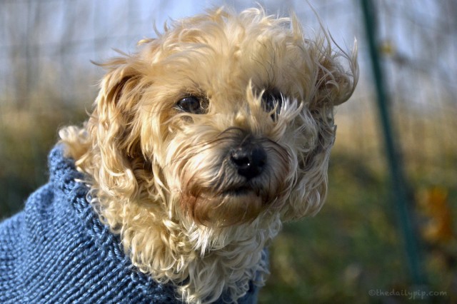 Ruby looking adorably fluffy. Photo Courtesy of Kristin.