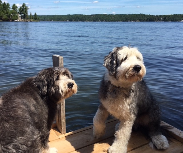 Sammy and Angus Bearded Collies at Lake Muskoka