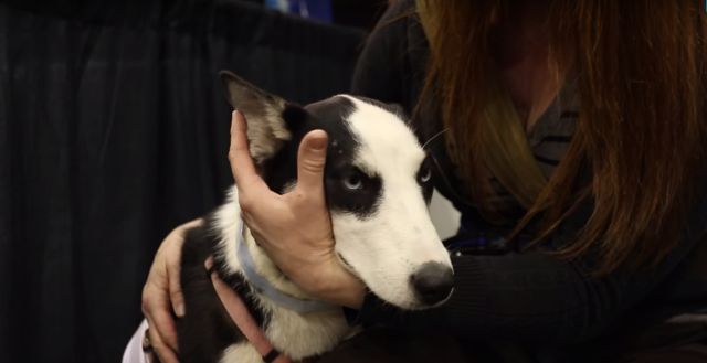 Sweet husky puppy being caressed.