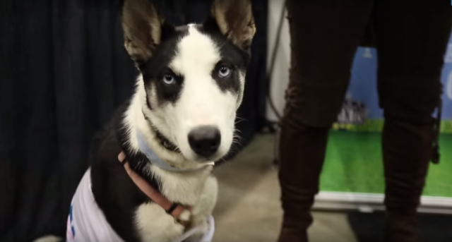 Puppy with blue eyes looking into the camera.