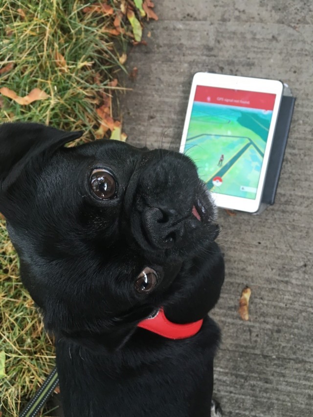 Rescue Dog Kilo the Pug looking up while playing pokemon Go