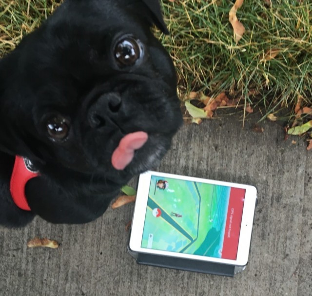 kilo tongue out pokemon go