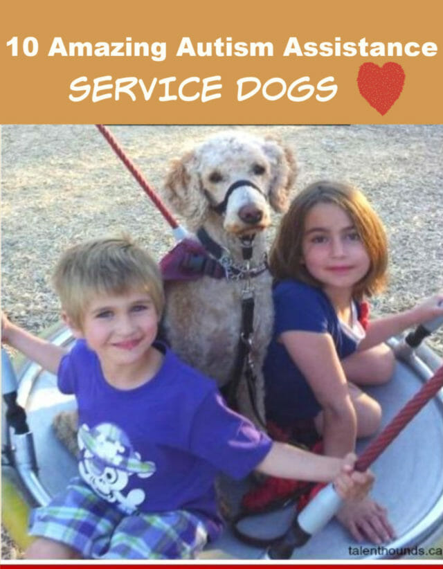 Check out these 10 awesome autism service dogs making a difference