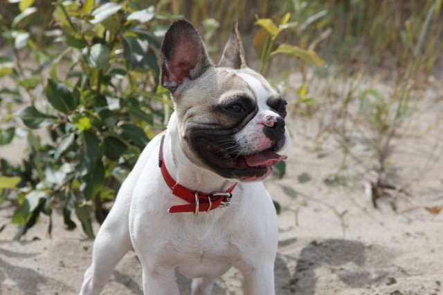 Beau the Frenchie having fun in the sun at the beach