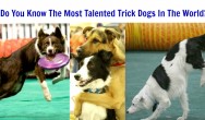 Do You Know The Most Talented Trick Dogs In The World Featuring Rev, Lottie, Grizzly and Hero