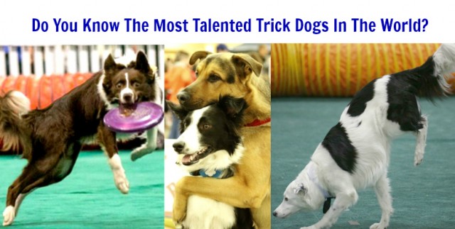 Do You Know The Most Talented Trick Dogs In The World Featuring Rev, Lottie, Grizzly and Hero
