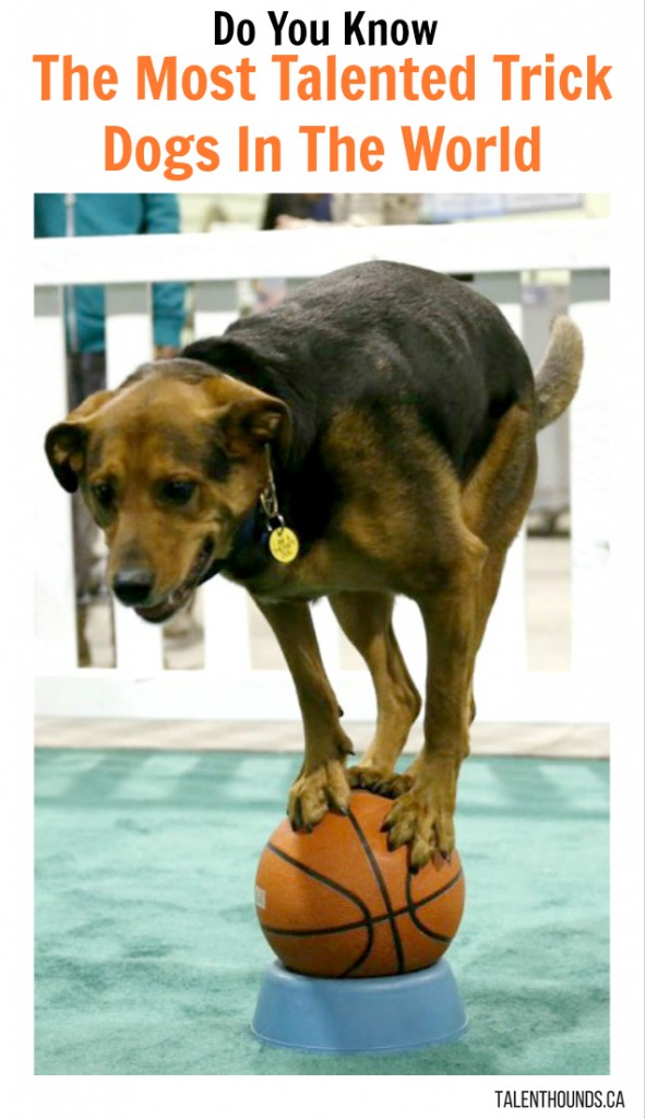 Do You Know The Most Talented Trick Dogs In The World Noodles the Wonder Dog balances on a basketball at the Canadian Pet Expo