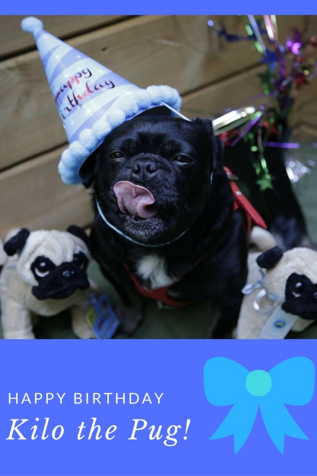 Happy Birthday to Kilo the Pug