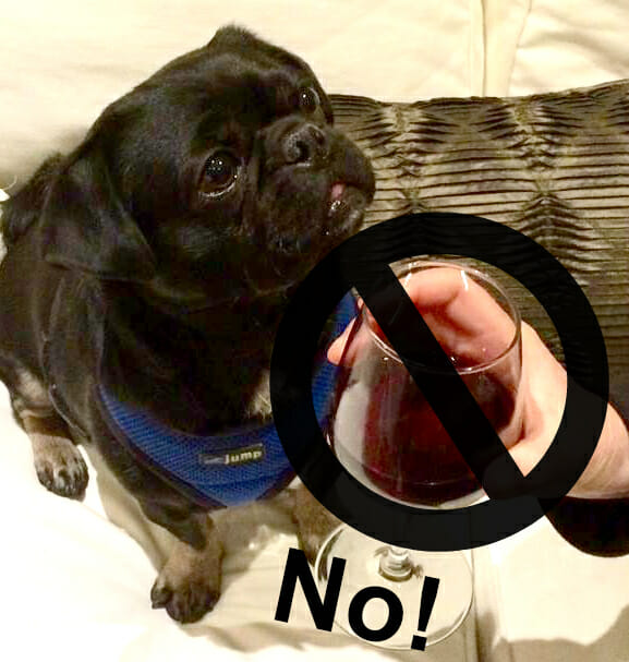 Foods You Should Never Share With Your Dog -Kilo wants a sip of red wine on the couch