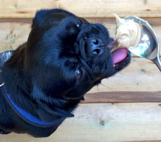 Kilo the Pug Eats Peanut Butter off a spoon