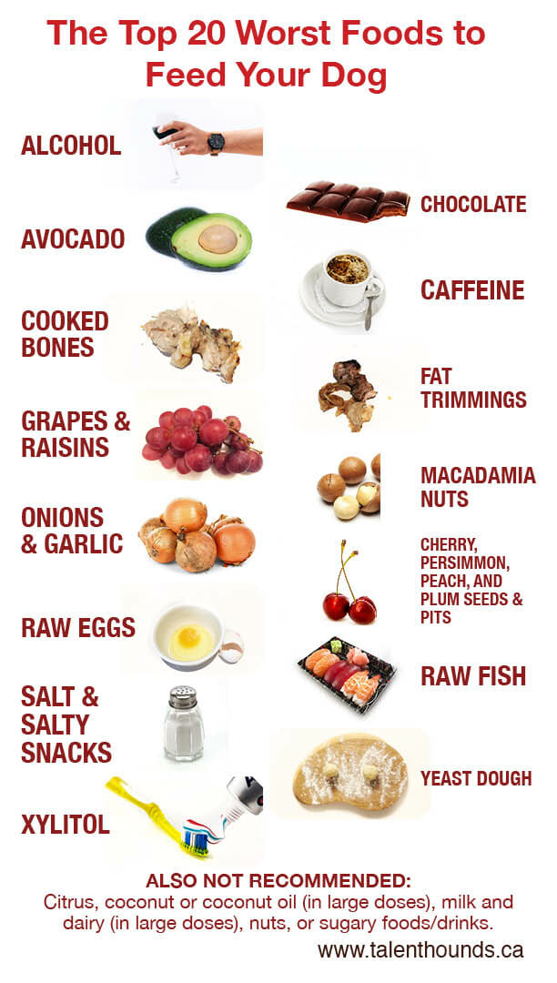 Top 20 Most Poisonous Toxic Worst Foods to Feed Your Dog Infographic