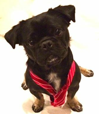 Kilo the Pug so cute in red tie