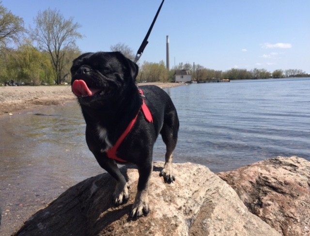 Kilo the Pug at Cherry Beach having fun in the sun