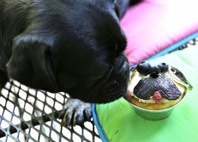 Kilo the pug licks his Super Cute Dog-Friendly Cupcake Pugs outside on table